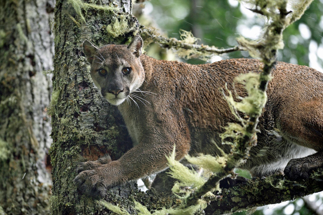 Puma in Washington