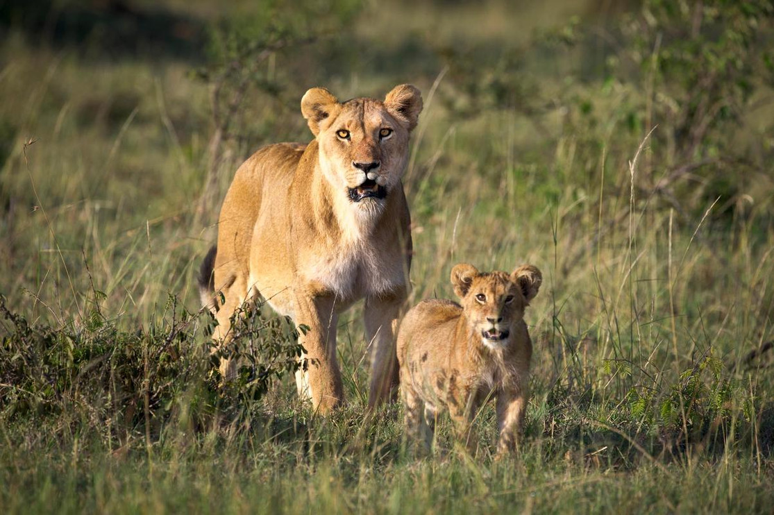 Lion mom